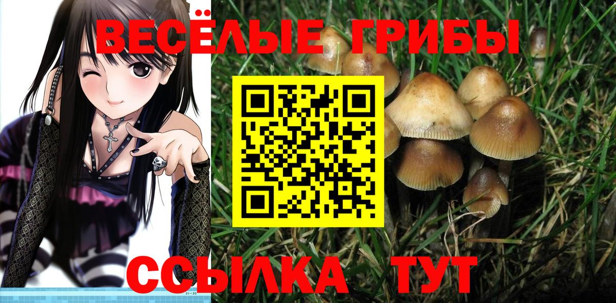 Псилоцибиновые грибы Cubensis  Псилоцибиновые грибы Cubensis  сколько стоит  Алапаевск  Вход с VPN 